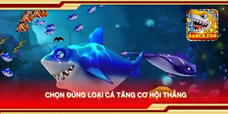 Chọn đúng loại cá tăng cơ hội thắng