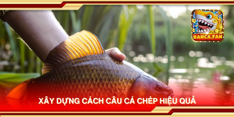 Xây dựng cách câu cá chép hiệu quả