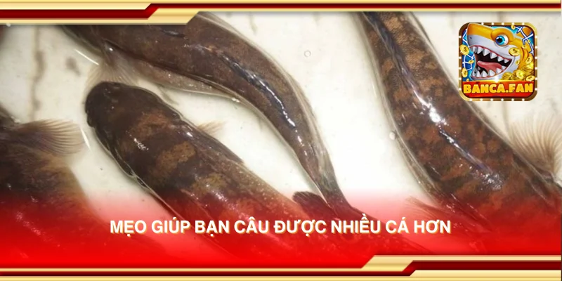 Mẹo giúp bạn câu được nhiều cá hơn