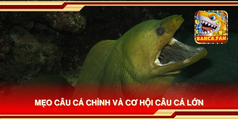 Mẹo câu cá chình và cơ hội câu cá lớn