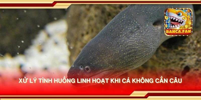 Xử lý tình huống linh hoạt khi cá không cắn câu
